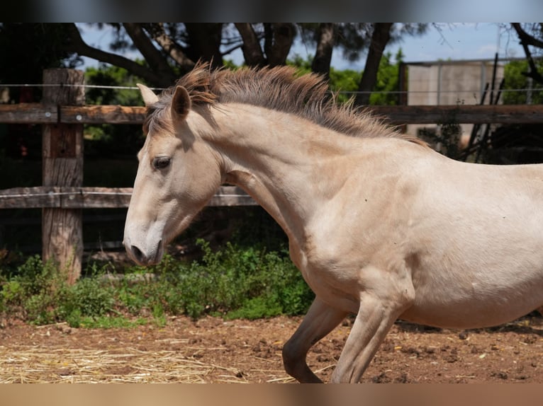 Lusitano Mix Merrie 1 Jaar 140 cm Pearl in rafelguaraf