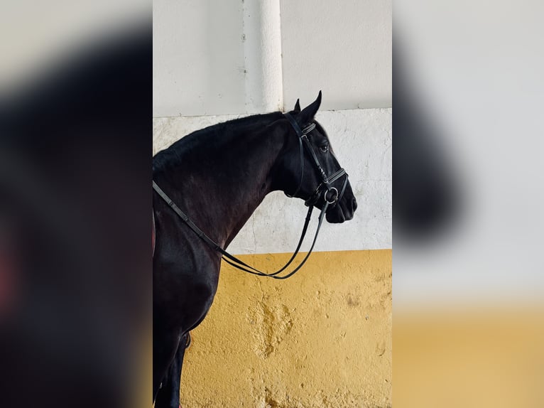 Lusitano Merrie 1 Jaar 145 cm Zwartschimmel in Arles