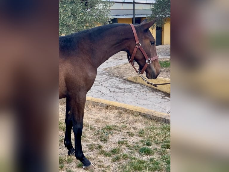 Lusitano Mix Merrie 1 Jaar 155 cm Bruin in Buitrago De Lozoya