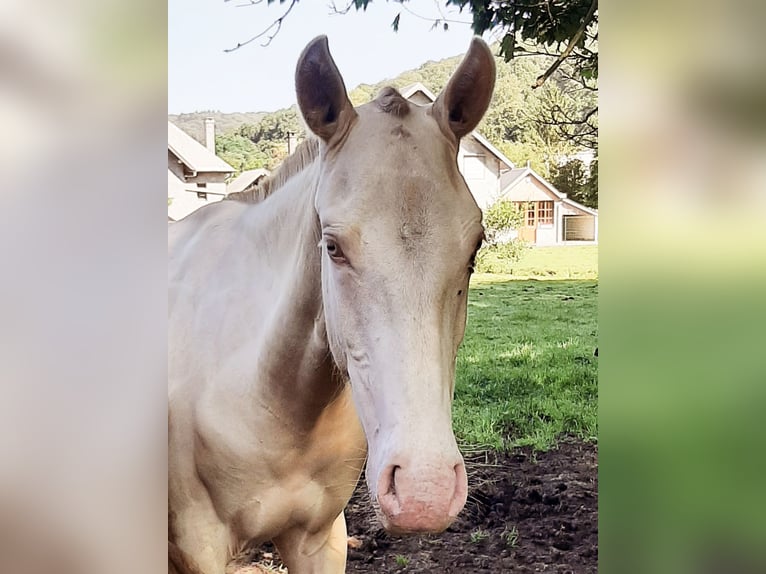 Lusitano Merrie 1 Jaar 155 cm Pearl in Evrehailles