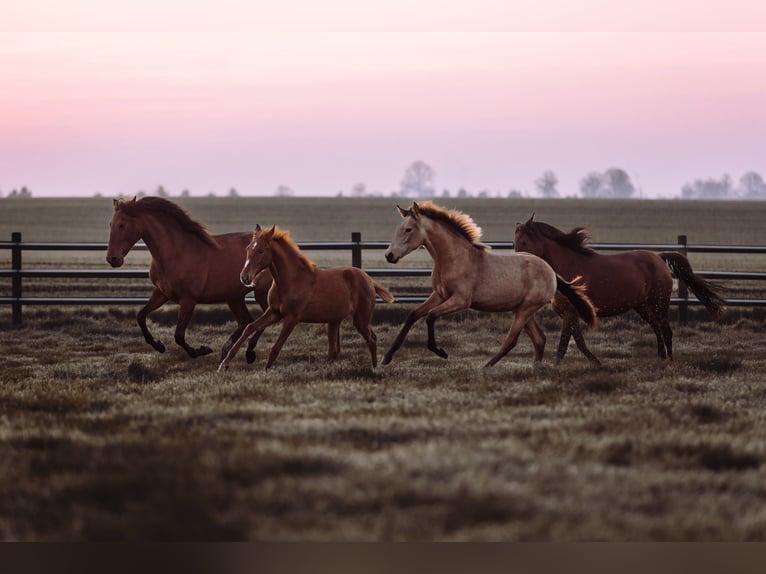 Lusitano Merrie 1 Jaar 160 cm Buckskin in Bedburg