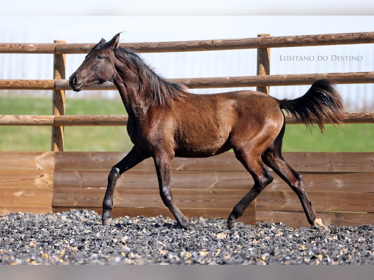 Lusitano Mix Merrie 1 Jaar 160 cm Zwart in Générac