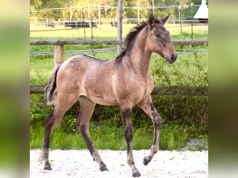 Lusitano Merrie 1 Jaar 162 cm Falbe in Fuchstal