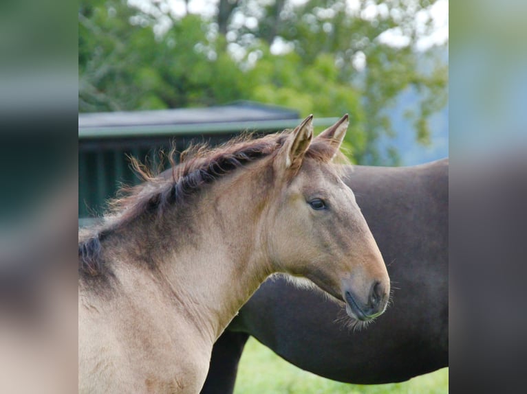 Lusitano Merrie 1 Jaar 162 cm Falbe in Fuchstal