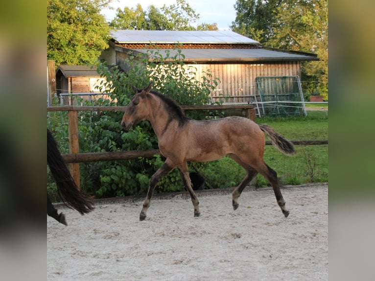 Lusitano Merrie 1 Jaar 162 cm Falbe in Fuchstal