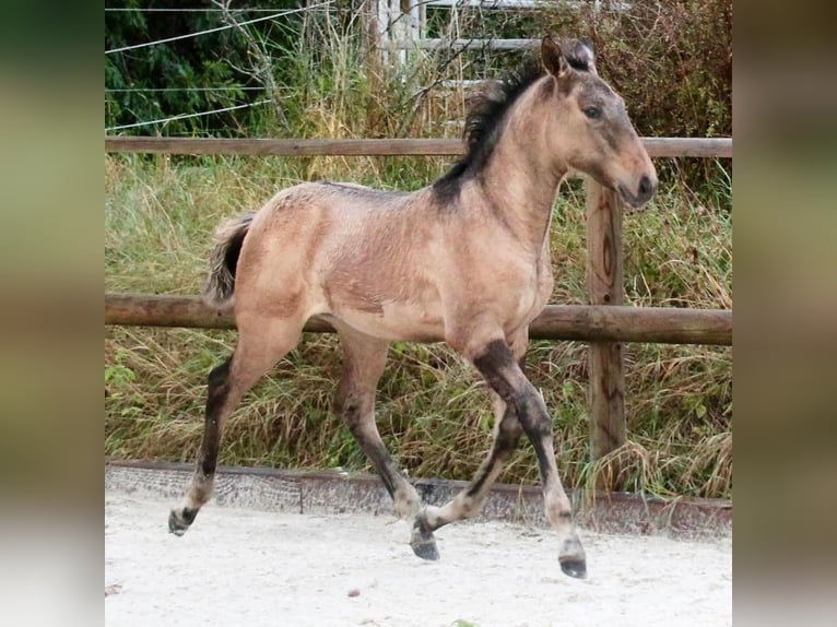 Lusitano Merrie 1 Jaar 162 cm Falbe in Fuchstal