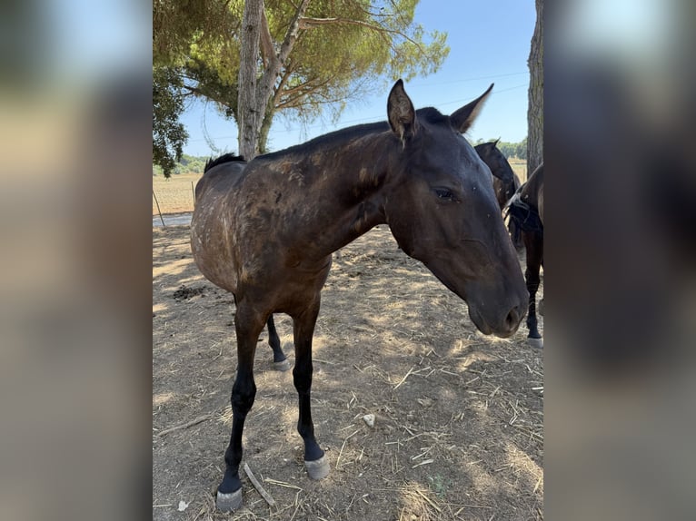 Lusitano Merrie 1 Jaar 162 cm Zwart in Benedita
