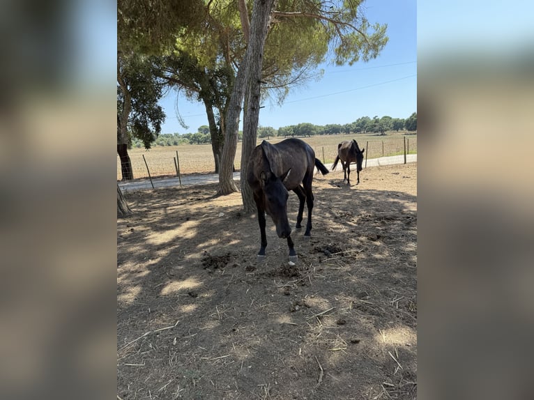 Lusitano Merrie 1 Jaar 162 cm Zwart in Benedita