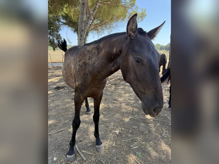 Lusitano Merrie 1 Jaar 162 cm Zwart in Benedita