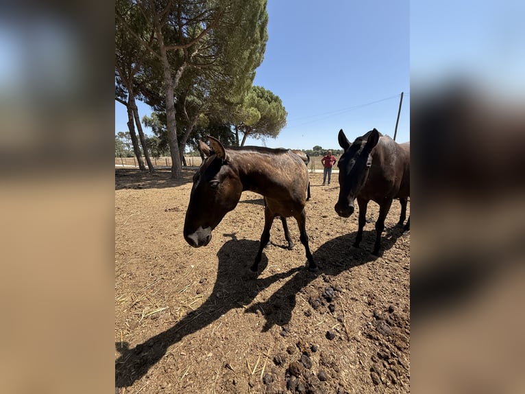 Lusitano Merrie 1 Jaar 162 cm Zwart in Benedita