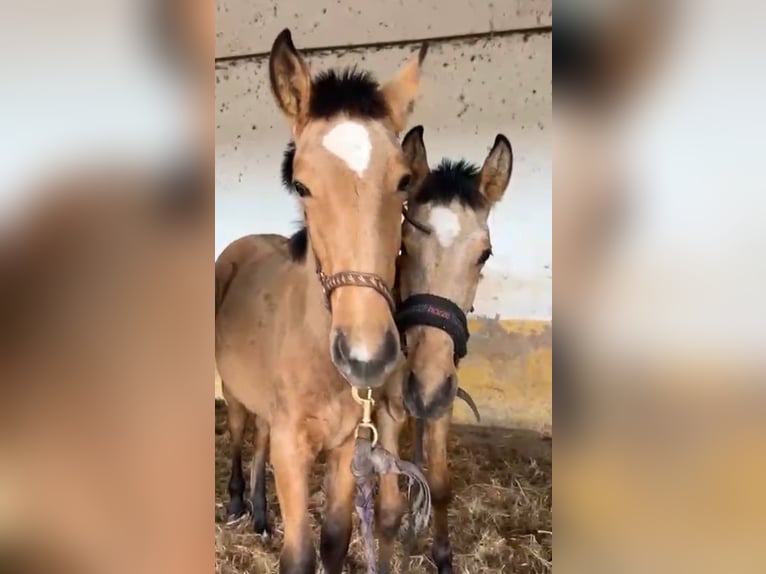 Lusitano Merrie 1 Jaar 163 cm Buckskin in Caldas da Rainha