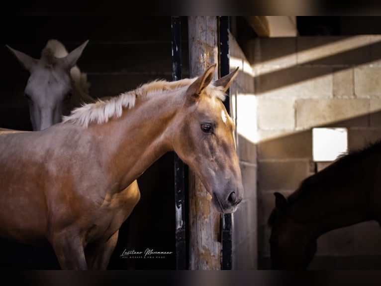 Lusitano Merrie 1 Jaar 163 cm Palomino in Rio Maior