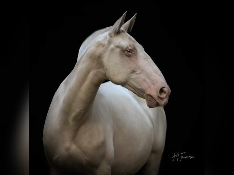 Lusitano Merrie 1 Jaar 163 cm Palomino in Rio Maior