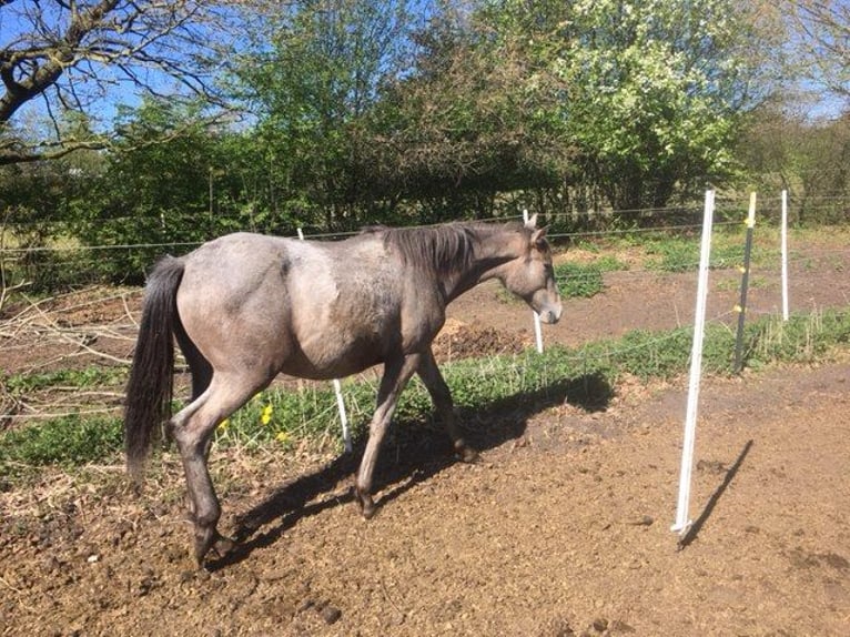 Lusitano Mix Merrie 1 Jaar 165 cm Brown Falb schimmel in Groß Vollstedt