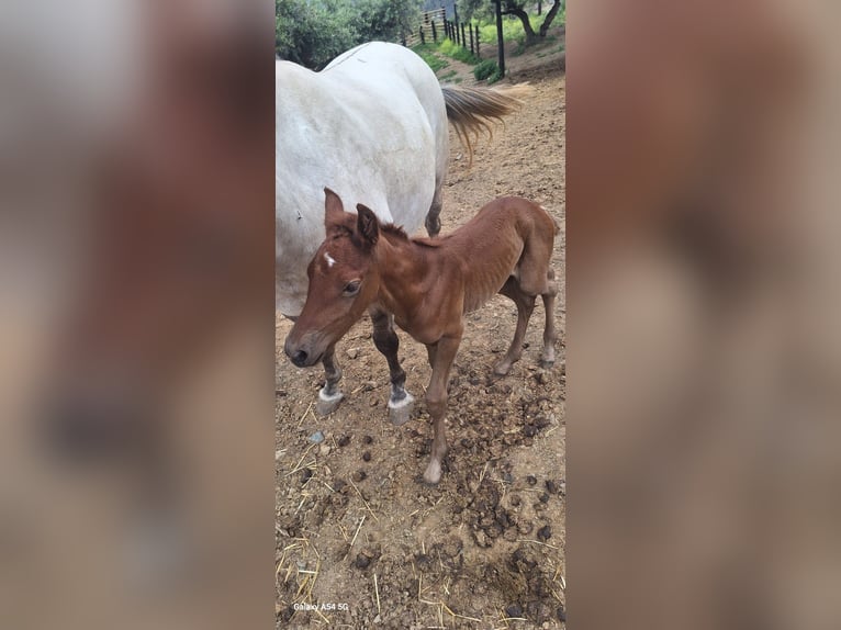 Lusitano Merrie 1 Jaar 168 cm Schimmel in Malaga