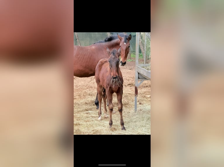 Lusitano Merrie 1 Jaar Bruin in Ourém