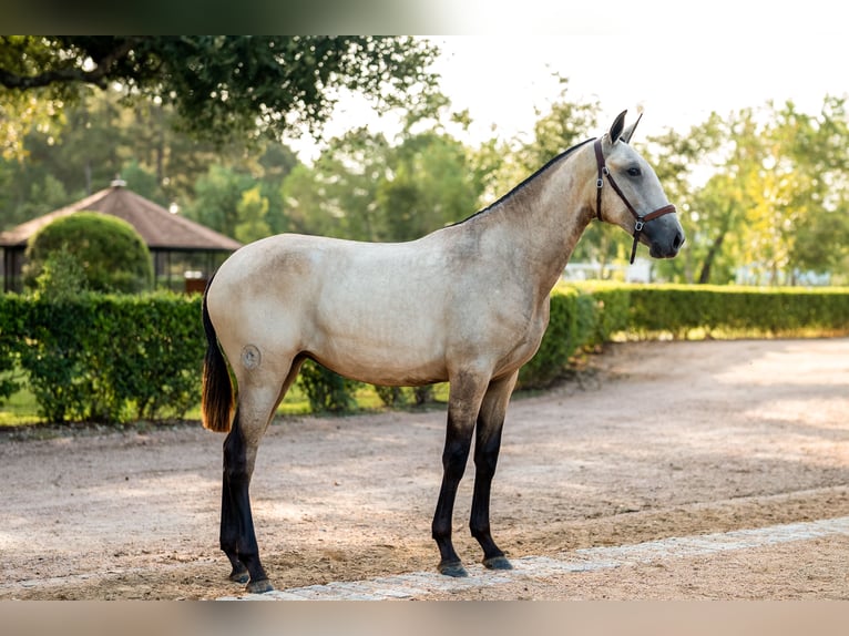 Lusitano Merrie 1 Jaar Buckskin in Magnolia