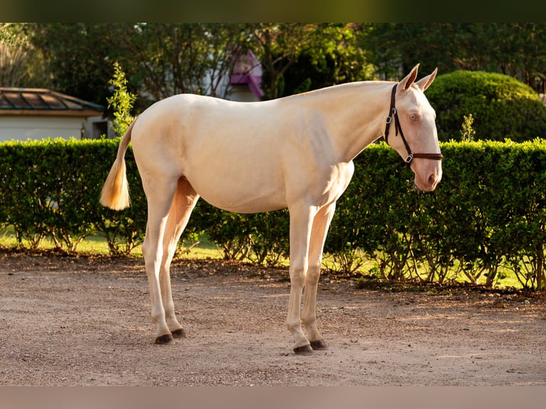 Lusitano Merrie 1 Jaar Cremello in Magnolia