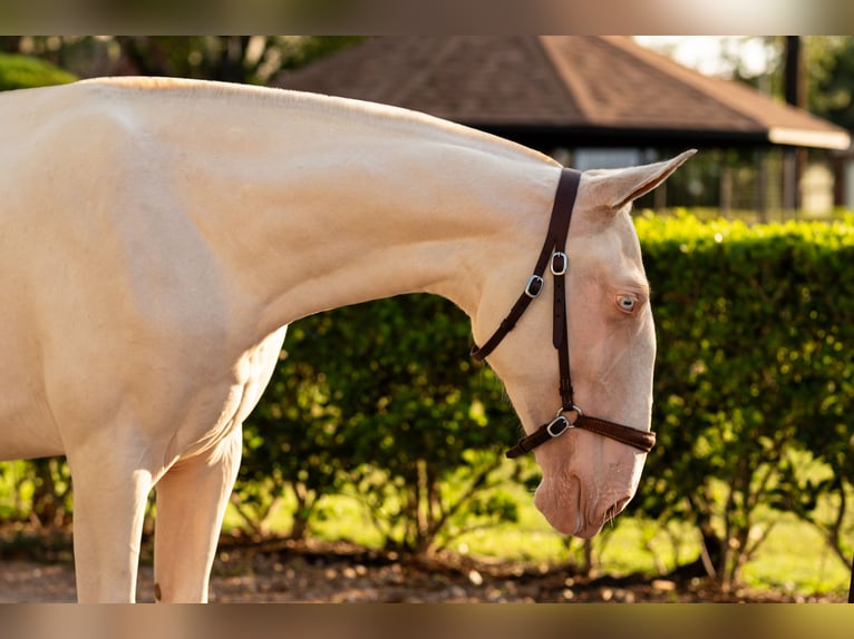 Lusitano Merrie 1 Jaar Cremello in Magnolia