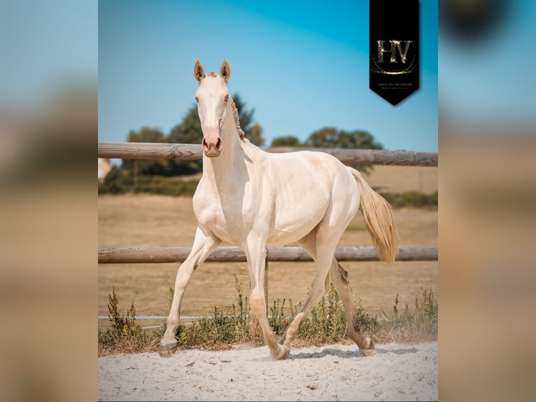 Lusitano Merrie 1 Jaar Cremello in Marly-sous-Issy