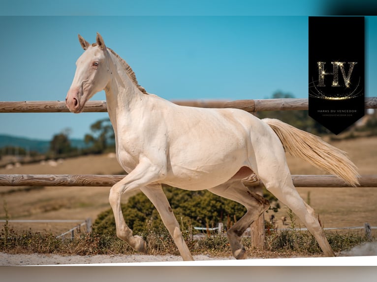 Lusitano Merrie 1 Jaar Cremello in Marly-sous-Issy