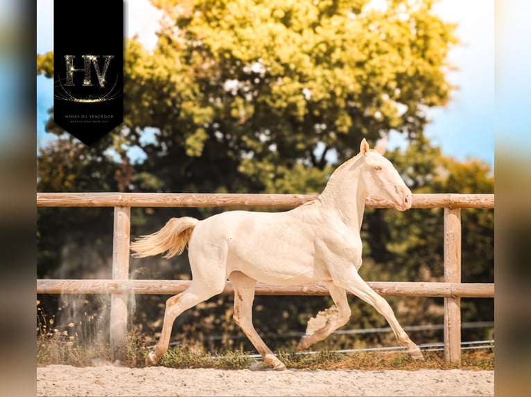 Lusitano Merrie 1 Jaar Cremello in Marly-sous-Issy