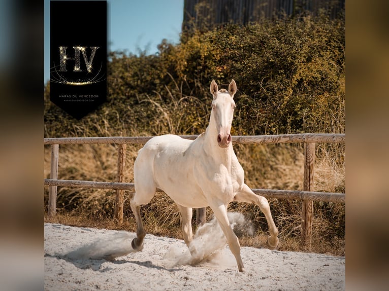 Lusitano Merrie 1 Jaar Cremello in Marly-sous-Issy