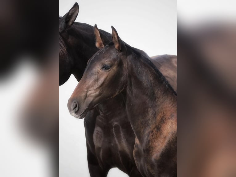 Lusitano Merrie 1 Jaar Donkerbruin in Soyen