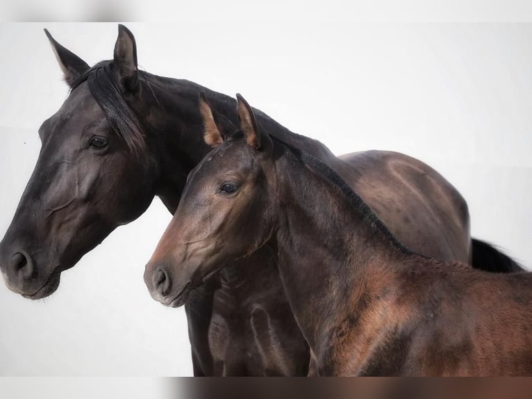 Lusitano Merrie 1 Jaar Donkerbruin in Soyen