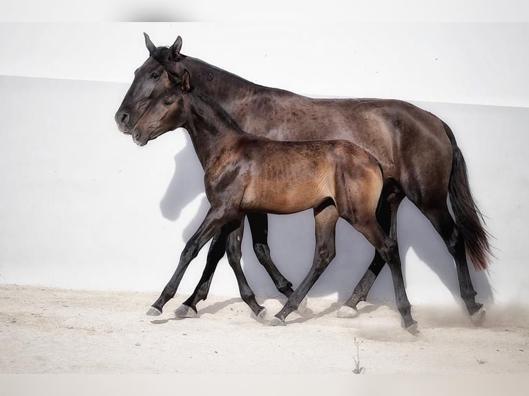 Lusitano Merrie 1 Jaar Donkerbruin in Soyen