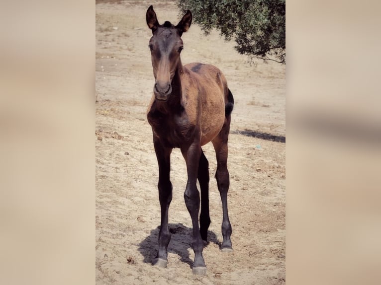 Lusitano Merrie 1 Jaar Donkerbruin in Soyen