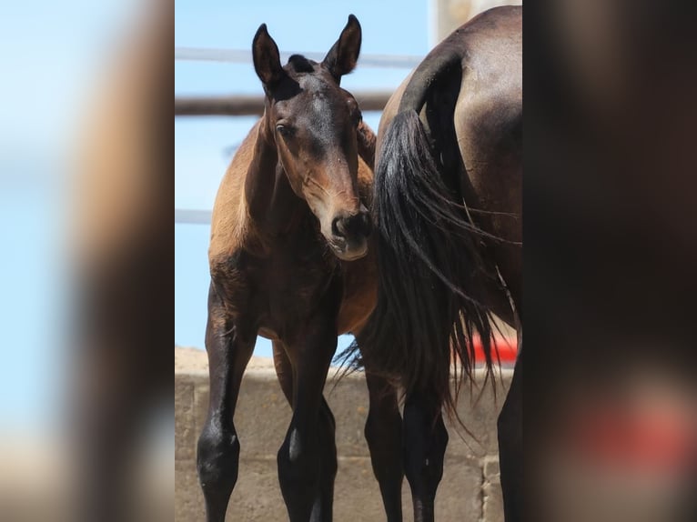 Lusitano Merrie 1 Jaar Donkerbruin in Soyen