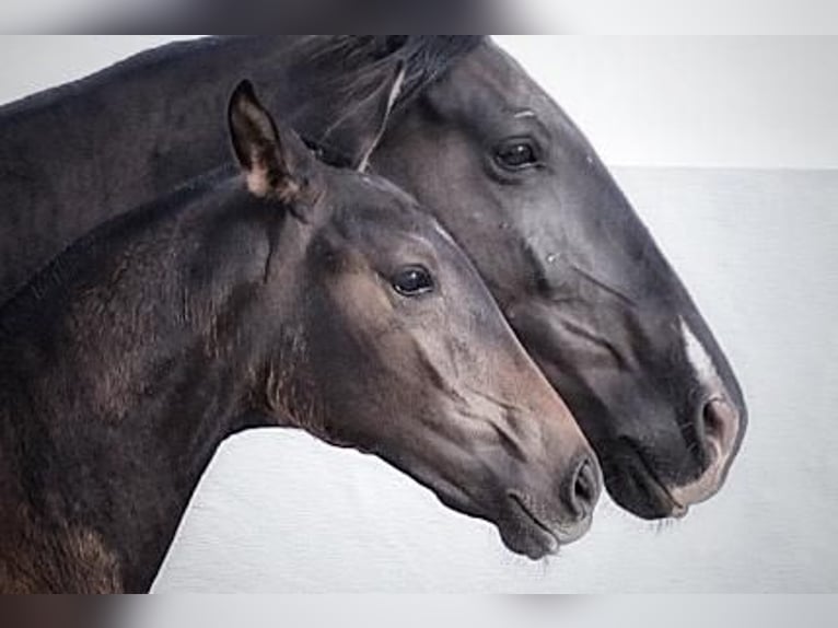 Lusitano Merrie 1 Jaar Donkerbruin in Soyen