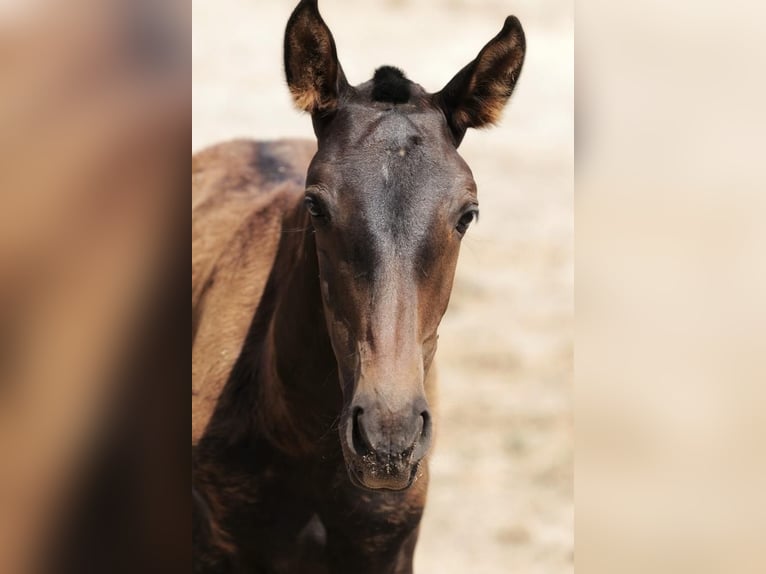 Lusitano Merrie 1 Jaar Donkerbruin in Soyen