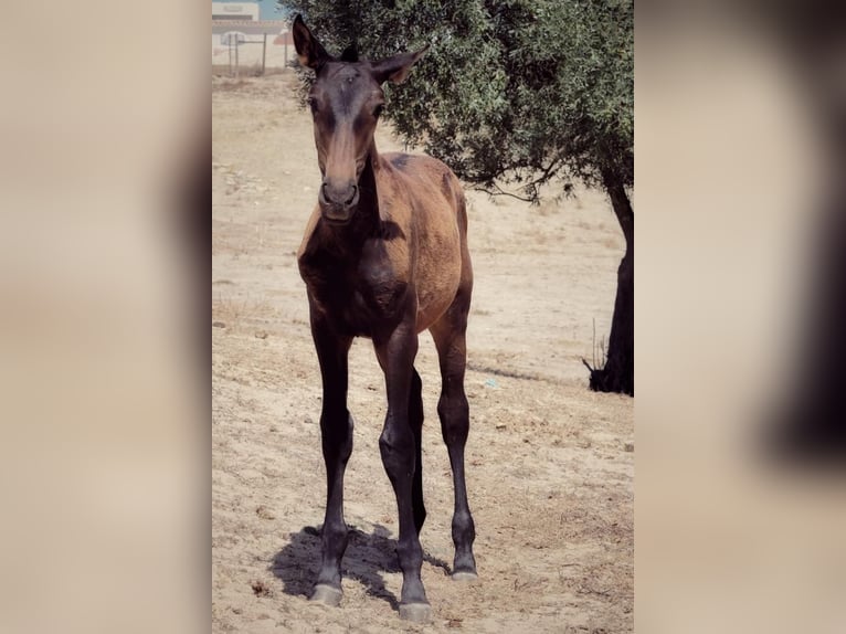 Lusitano Merrie 1 Jaar Donkerbruin in Soyen