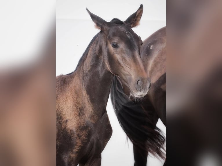 Lusitano Merrie 1 Jaar Donkerbruin in Soyen