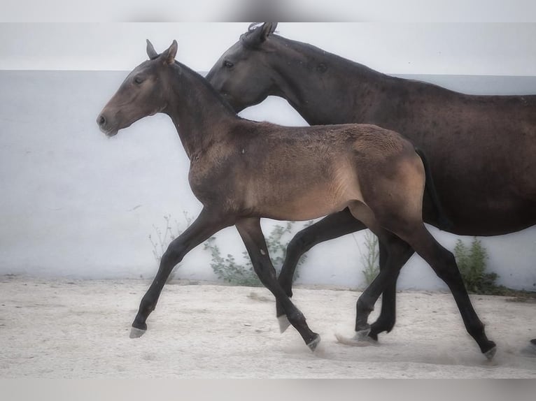 Lusitano Merrie 1 Jaar Donkerbruin in Soyen