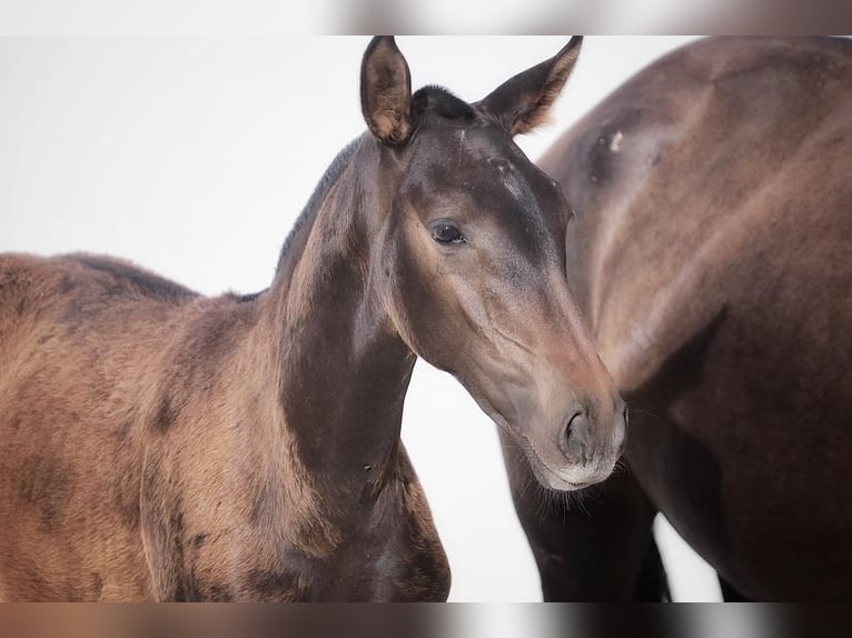 Lusitano Merrie 1 Jaar Donkerbruin in Soyen