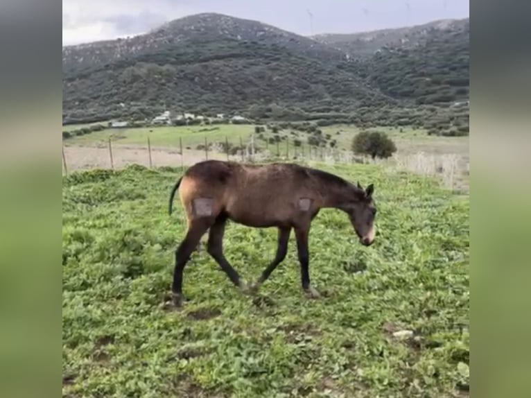Lusitano Merrie 1 Jaar Falbe in Bolonia