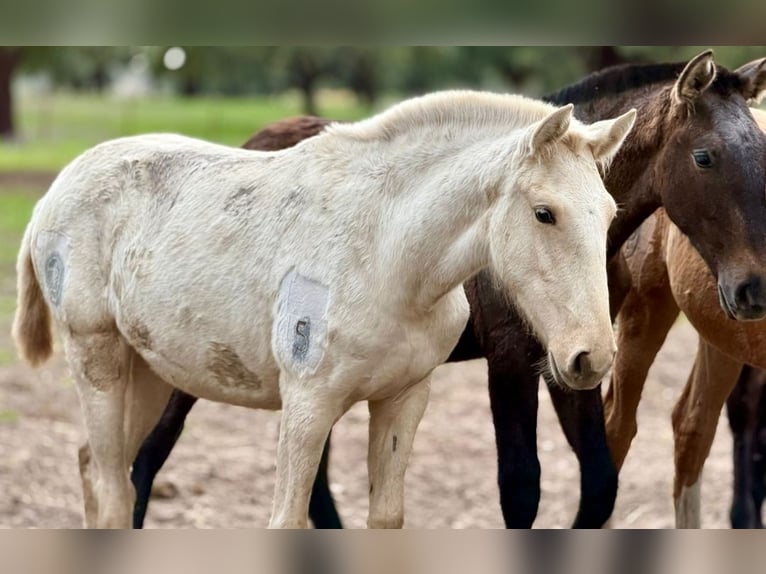 Lusitano Merrie 1 Jaar Palomino in Penafiel