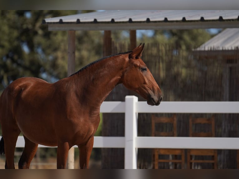 Lusitano Merrie 1 Jaar Roodbruin in Agua Derramada