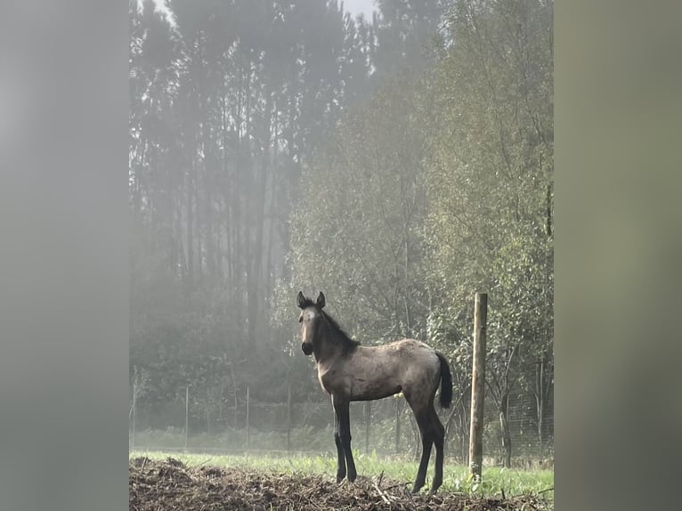 Lusitano Merrie 1 Jaar Roodbruin in Ourém