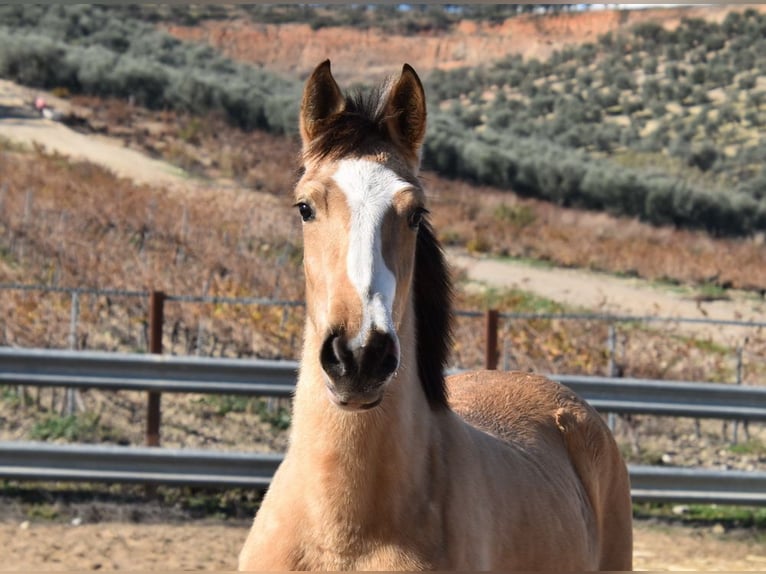 Lusitano Merrie 2 Jaar 148 cm Falbe in Provinz Cordoba