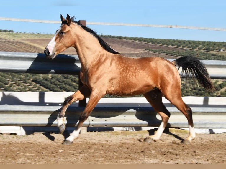 Lusitano Merrie 2 Jaar 150 cm Falbe in Provinz Cordoba