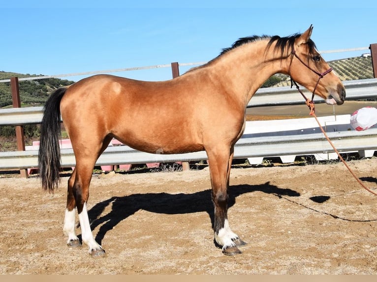 Lusitano Merrie 2 Jaar 150 cm Falbe in Provinz Cordoba