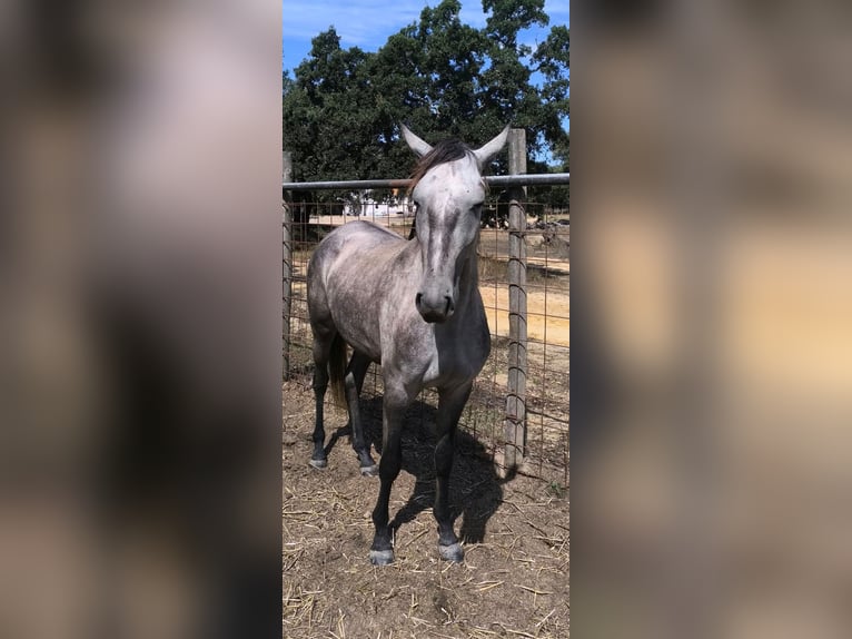 Lusitano Merrie 2 Jaar 152 cm Schimmel in Galizae