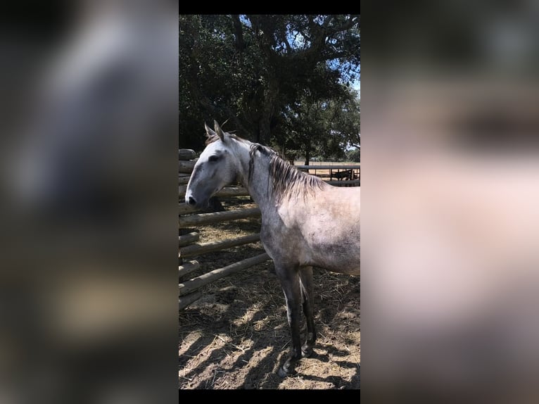 Lusitano Merrie 2 Jaar 152 cm Schimmel in Galizae