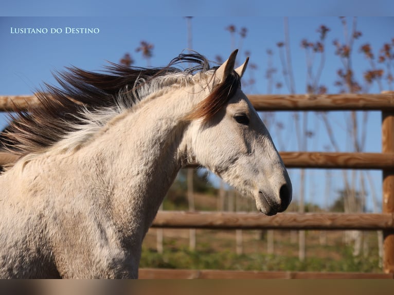 Lusitano Mix Merrie 2 Jaar 155 cm Falbe in Générac