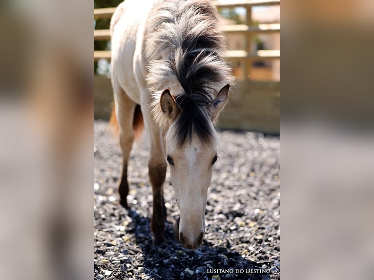 Lusitano Mix Merrie 2 Jaar 155 cm Falbe in Générac