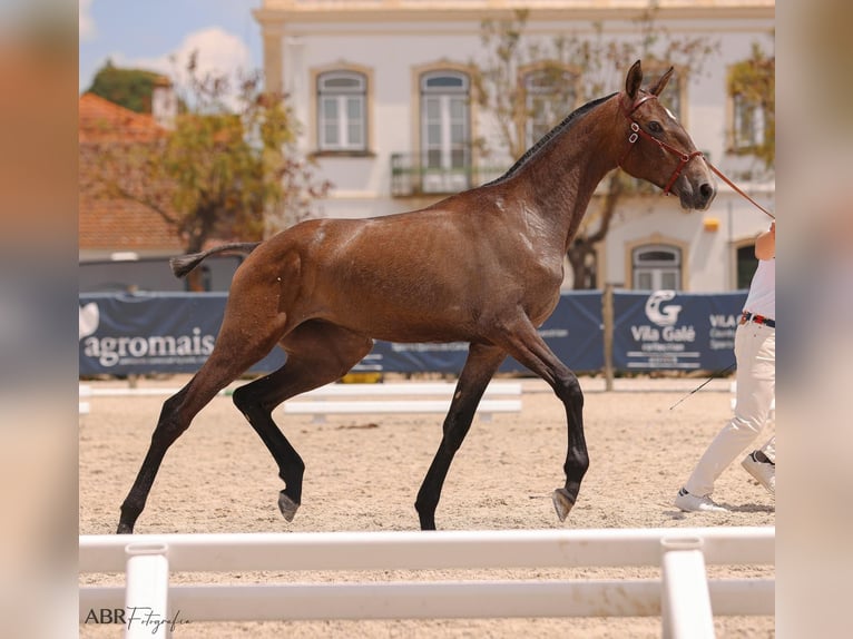 Lusitano Merrie 2 Jaar 155 cm Schimmel in Penela